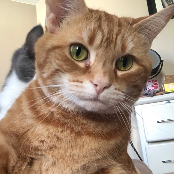 Meet your Posher, Melissa - Picture 1 of 1